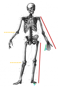 /var/cache/html/dhlehre/html/wp content/uploads/2016/12/1481026936 Skelett